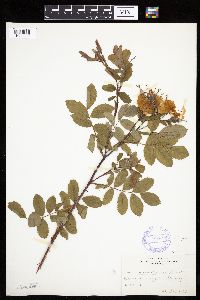 Image Associated With the Occurrence