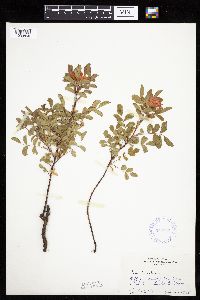 Image Associated With the Occurrence