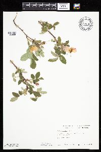 Rosa acicularis image