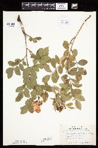 Image Associated With the Occurrence