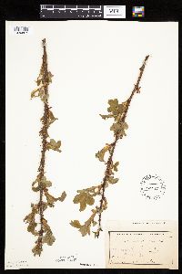 Image Associated With the Occurrence