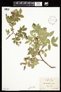 Rosa acicularis image