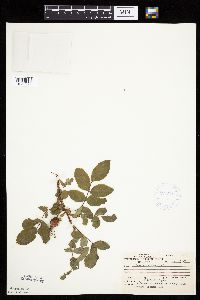 Image Associated With the Occurrence