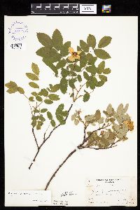 Image Associated With the Occurrence