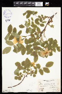 Image Associated With the Occurrence