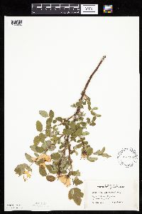 Rosa acicularis image