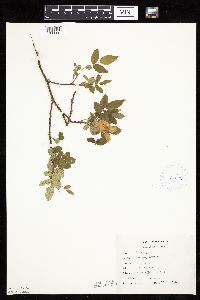 Image Associated With the Occurrence