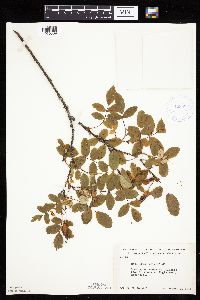 Image Associated With the Occurrence