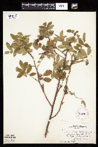 Image Associated With the Occurrence