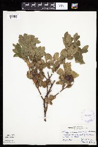 Image Associated With the Occurrence