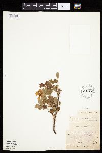 Image Associated With the Occurrence