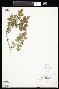 Rosa acicularis image