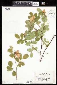 Rosa acicularis image