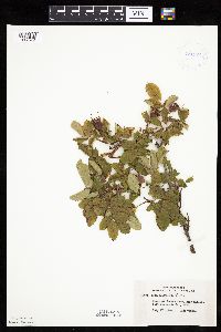 Rosa acicularis image