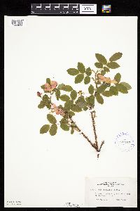 Image Associated With the Occurrence