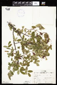 Rosa acicularis image