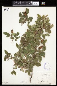 Image Associated With the Occurrence