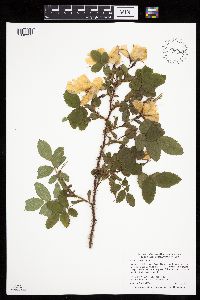 Rosa acicularis image