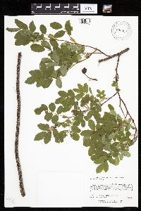 Rosa acicularis image