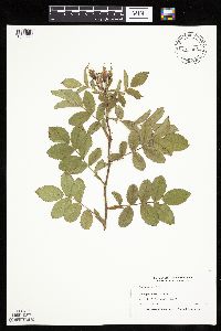 Rosa arkansana image