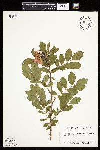 Rosa arkansana image