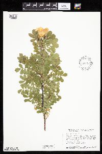 Rosa arkansana image