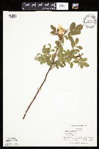 Rosa arkansana image