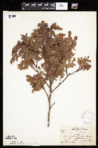 Image Associated With the Occurrence