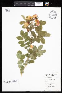 Rosa arkansana image