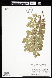 Rosa arkansana image