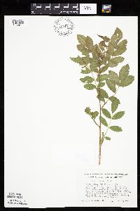 Rosa arkansana image