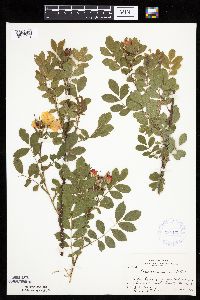 Image Associated With the Occurrence