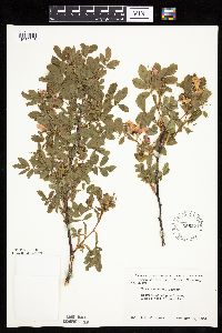 Rosa arkansana image