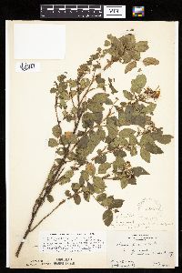 Rosa arkansana image