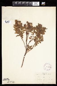 Rosa arkansana image