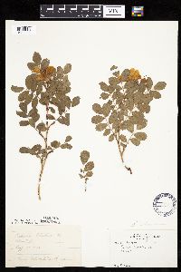 Image Associated With the Occurrence