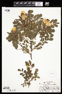 Rosa arkansana image