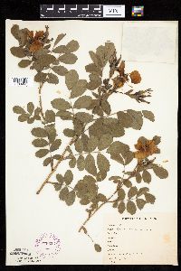 Rosa arkansana image