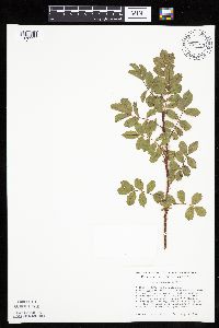 Rosa arkansana image