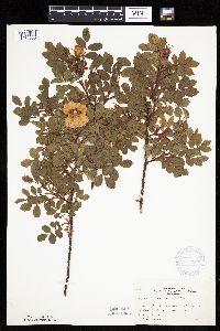 Rosa arkansana image