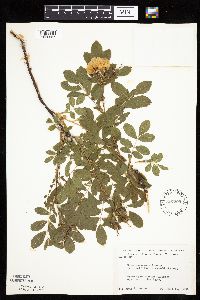 Rosa arkansana image