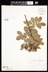 Rosa arkansana image