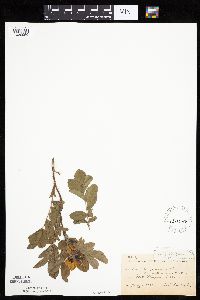 Image Associated With the Occurrence