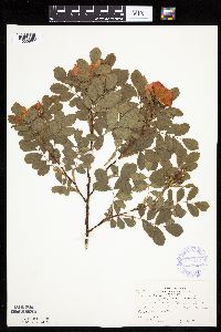 Rosa arkansana image