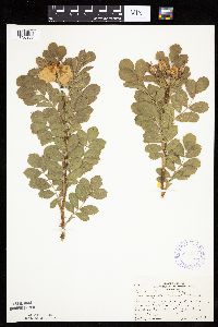 Image Associated With the Occurrence