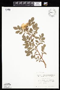 Rosa arkansana image
