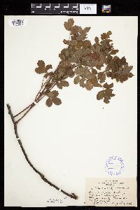 Rosa arkansana image