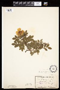 Rosa arkansana image