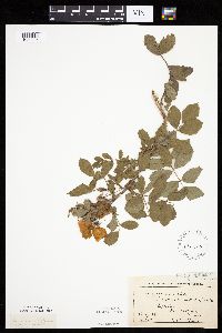 Image Associated With the Occurrence