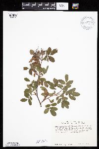 Rosa arkansana image